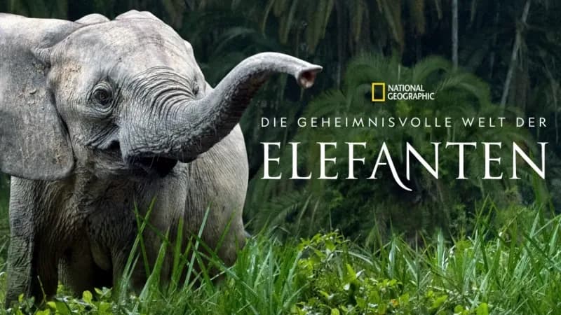 National Geographic key art with an elephant calf